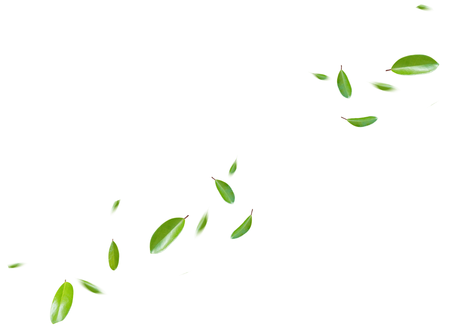 Leaf
