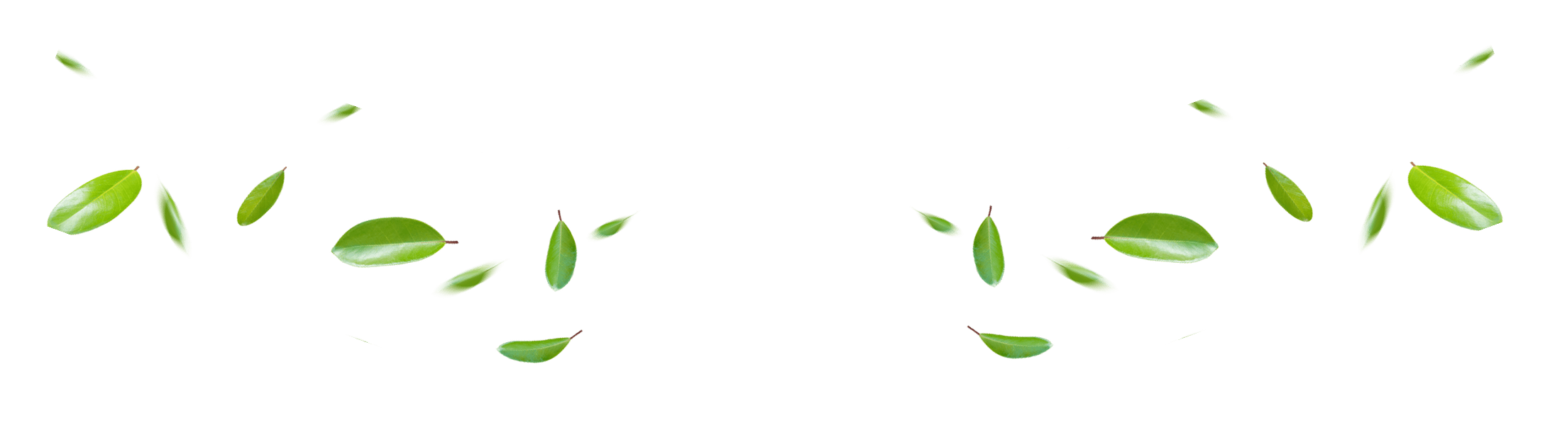 leaves