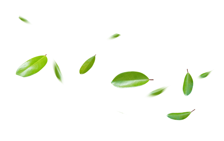 Left leaf